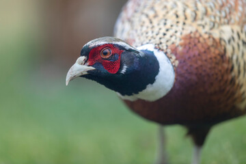Common pheasant Phasianus colchicus in close view