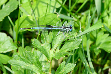 Blaue Federlibelle auf einem grünen Blatt