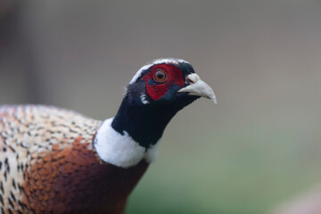 Common pheasant Phasianus colchicus in close view