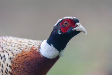 Common pheasant Phasianus colchicus in close view