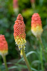 Red hot poker flower, Kniphofia