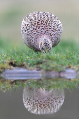 Common pheasant Phasianus colchicus in close view