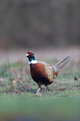 Common pheasant Phasianus colchicus in close view