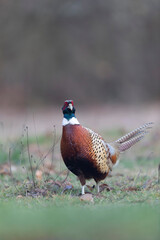 Common pheasant Phasianus colchicus in close view