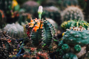 Cactus Plants to Grow at farm