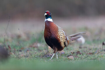 Common pheasant Phasianus colchicus in close view