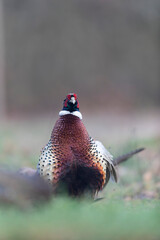 Common pheasant Phasianus colchicus in close view
