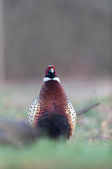 Common pheasant Phasianus colchicus in close view