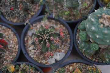 Cactus Plants to Grow at farm