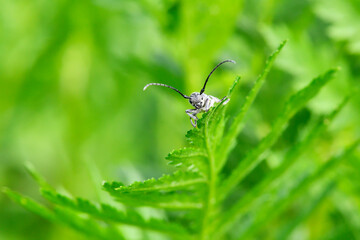 Insekt auf einem grünen Blatt im Wald