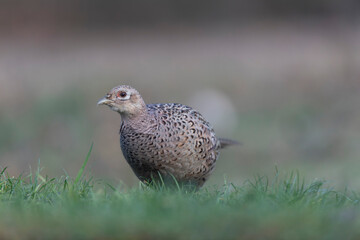 Common pheasant Phasianus colchicus in close view