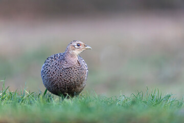 Common pheasant Phasianus colchicus in close view