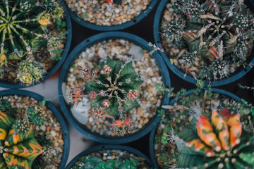Cactus Plants to Grow at farm
