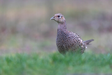 Common pheasant Phasianus colchicus in close view
