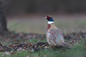 Common pheasant Phasianus colchicus in close view