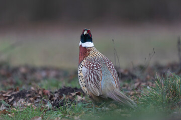Common pheasant Phasianus colchicus in close view