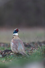 Common pheasant Phasianus colchicus in close view