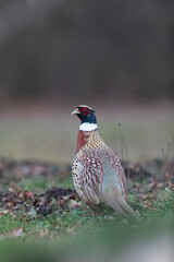 Common pheasant Phasianus colchicus in close view