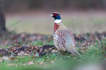 Common pheasant Phasianus colchicus in close view