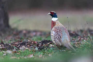 Common pheasant Phasianus colchicus in close view