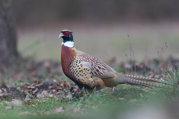 Common pheasant Phasianus colchicus in close view