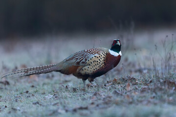 Common pheasant Phasianus colchicus in close view