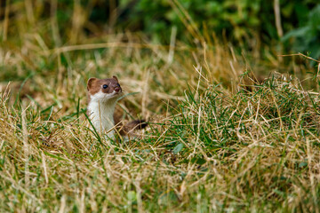 A weasel in the wildlife