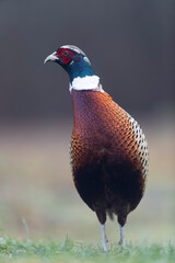 Common pheasant Phasianus colchicus in close view