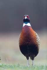 Common pheasant Phasianus colchicus in close view