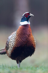 Common pheasant Phasianus colchicus in close view
