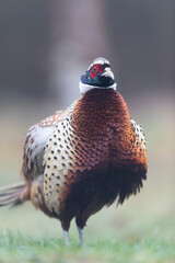 Common pheasant Phasianus colchicus in close view