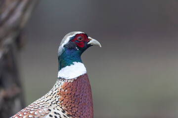 Common pheasant Phasianus colchicus in close view