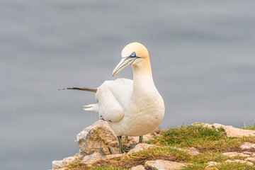 Gannet on Cliffs
