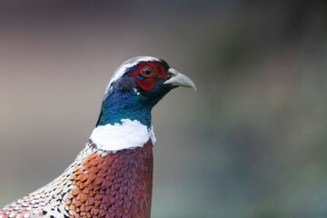 Common pheasant Phasianus colchicus in close view