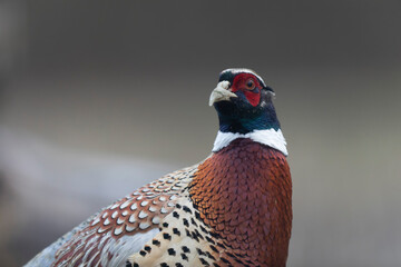 Common pheasant Phasianus colchicus in close view