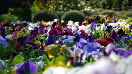 Multicolored Pansies in a Garden | Colorful Flowers in Sunlight