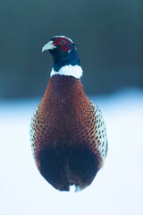 Common pheasant Phasianus colchicus in close view