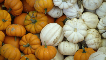 Patch of Orange and White Pumpkins | Autumn Pumpkins
