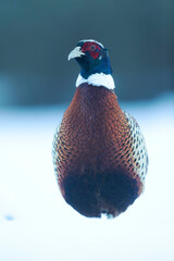 Common pheasant Phasianus colchicus in close view