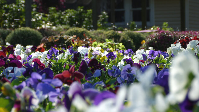 Multicolored Pansies in a Garden | Colorful Flowers in Sunlight