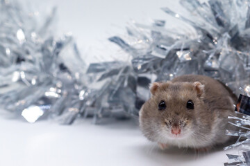 Small brown mouse hidden between articles and Christmas gifts Christmas decoration.