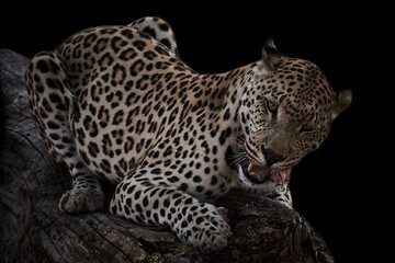 Closeup of leopard (Panthera pardus) eating meat isolated on black.