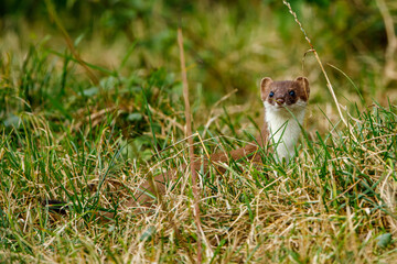 A weasel in the wildlife