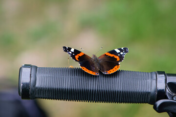 Vanessa atalanta. beautiful butterfly with colorful wings. The insect sits on the handlebars of a...