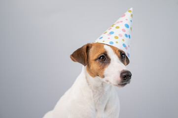Dog in a birthday hat on a white background. Jack russell terrier is celebrating an anniversary
