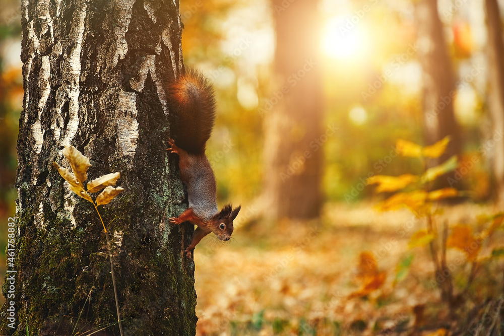 Wall mural sciurus. rodent. the squirrel sits on a tree. beautiful red squirrel in the park