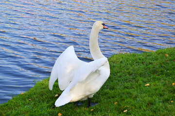 White geese walk on the grass near the water.
