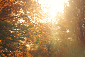 Yellow maple leaves during autumn season with warm sunlight from behind. Fall park on blurry background          