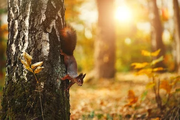 Abwaschbare Fototapete Eichhörnchen Sciurus. Nagetier. Das Eichhörnchen sitzt auf einem Baum. Schönes rotes Eichhörnchen im Park