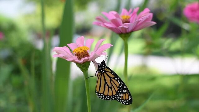 Endangered Monarch butterfly sitting on a zinnia flower	